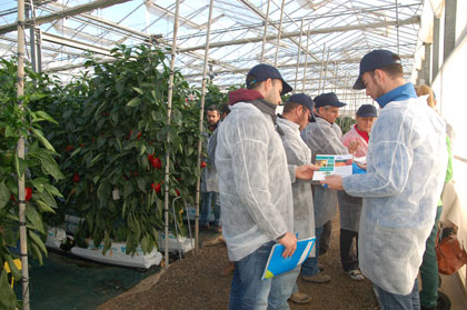 Técnicos visitando el cultivo de pimientos de la Estación Experimental `Las Palmerillas`.