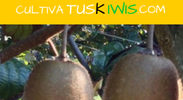 ´Cultiva tus kiwis´