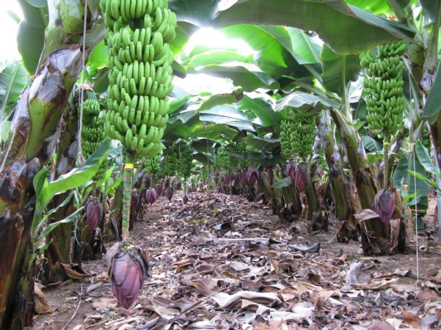 Productores plataneros de Canarias