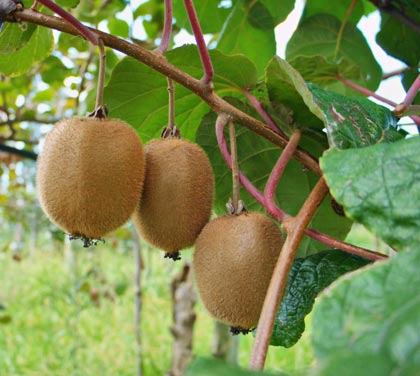 plantación kiwis