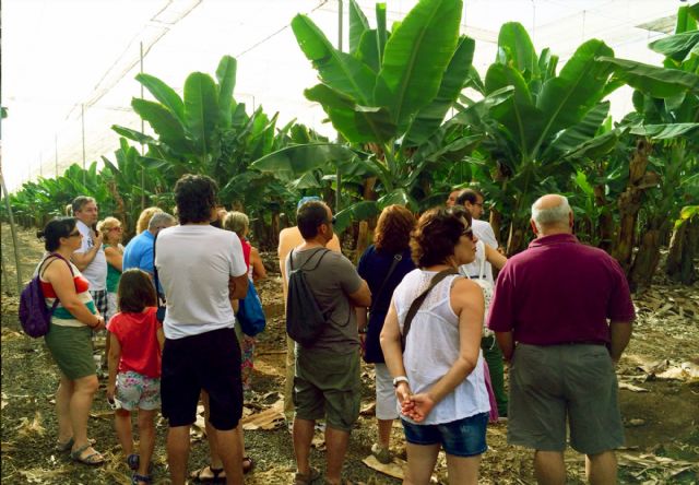 Cultivo Plátano de Canarias