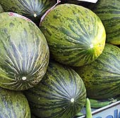 Melón de Villaconejos